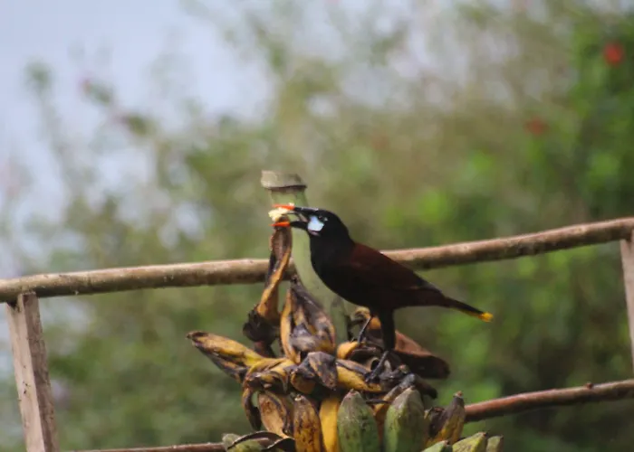 Lodge Ceiba Tree