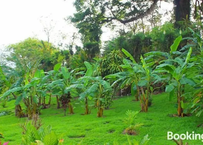 Lodge Ceiba Tree *