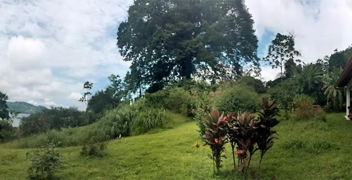 Ceiba Tree