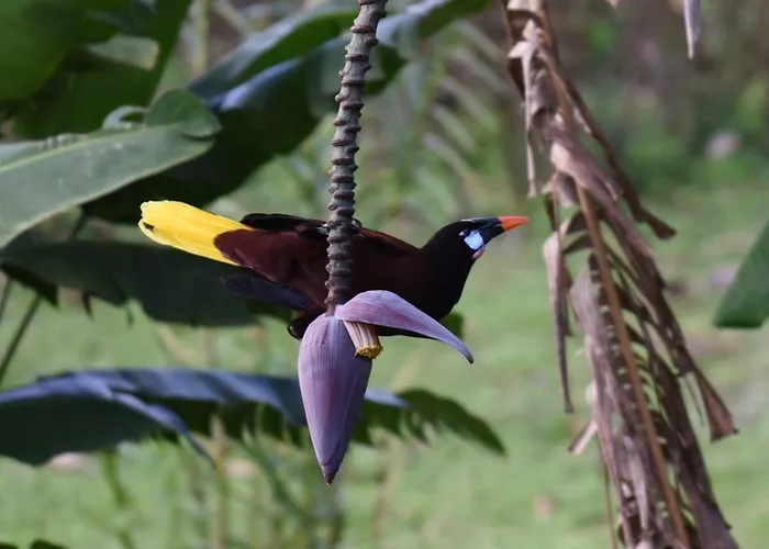 Lodge Ceiba Tree *