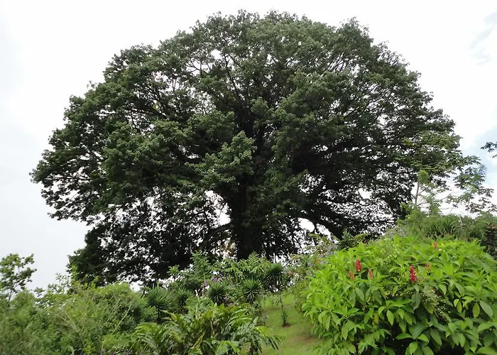 Lodge Ceiba Tree