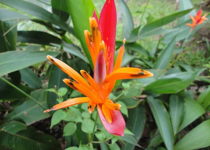Ceiba Tree Lodge